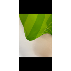 Wolfsburg 2021/22 - M